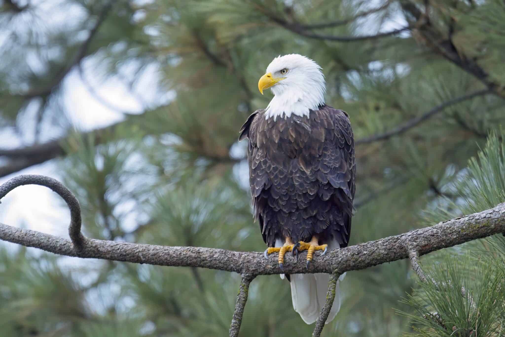 Bald eagle in ponderosa pine